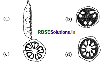 RBSE Class 11 Biology Important Questions Chapter 5 पुष्पी पादपों की आकारिकी 24