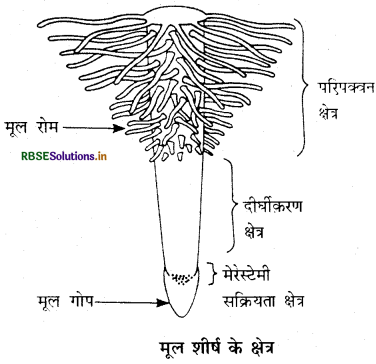 RBSE Class 11 Biology Important Questions Chapter 5 पुष्पी पादपों की आकारिकी 3