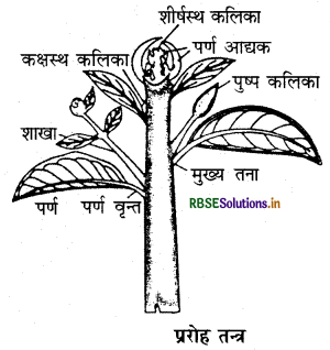 RBSE Class 11 Biology Important Questions Chapter 5 पुष्पी पादपों की आकारिकी 4