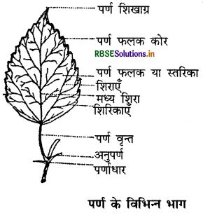 RBSE Class 11 Biology Important Questions Chapter 5 पुष्पी पादपों की आकारिकी 5