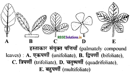 RBSE Class 11 Biology Important Questions Chapter 5 पुष्पी पादपों की आकारिकी 6