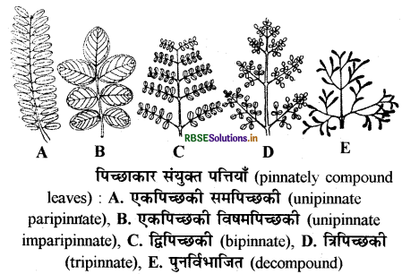 RBSE Class 11 Biology Important Questions Chapter 5 पुष्पी पादपों की आकारिकी 7