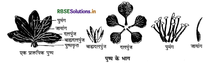 RBSE Class 11 Biology Important Questions Chapter 5 पुष्पी पादपों की आकारिकी 8