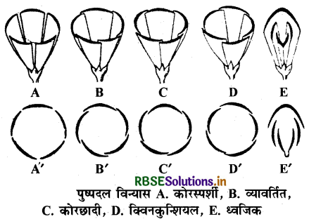 RBSE Class 11 Biology Important Questions Chapter 5 पुष्पी पादपों की आकारिकी 9'