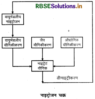 RBSE Solutions for Class 11 Geography Chapter 15 पृथ्वी पर जीवन 1