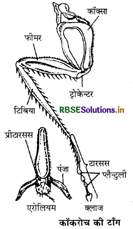 RBSE Class 11 Biology Important Questions Chapter 7 प्राणियों में संरचनात्मक संगठन 18