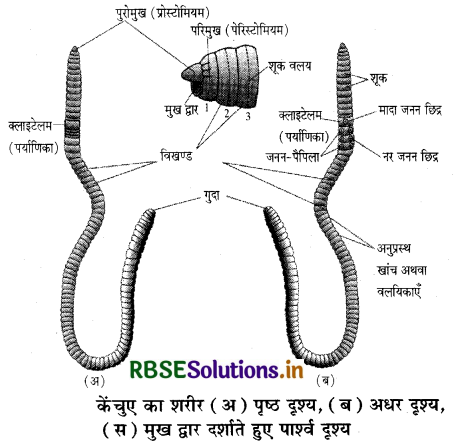 RBSE Class 11 Biology Important Questions Chapter 7 प्राणियों में संरचनात्मक संगठन 24