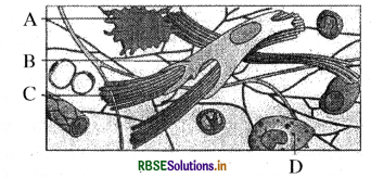 RBSE Class 11 Biology Important Questions Chapter 7 प्राणियों में संरचनात्मक संगठन 28