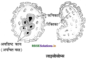 RBSE Class 11 Biology Important Questions Chapter 8 कोशिका: जीवन की इकाई 24