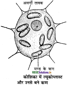 RBSE Class 11 Biology Important Questions Chapter 8 कोशिका: जीवन की इकाई 26