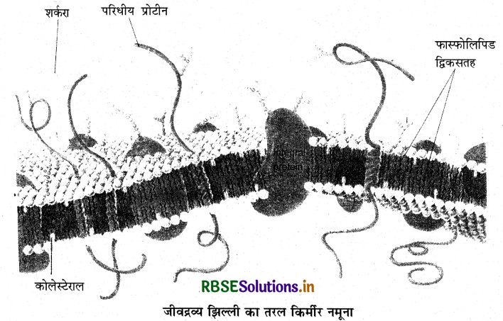 RBSE Class 11 Biology Important Questions Chapter 8 कोशिका: जीवन की इकाई 3