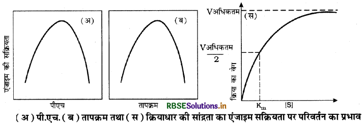RBSE Class 11 Biology Important Questions Chapter 9 जैव अणु 4