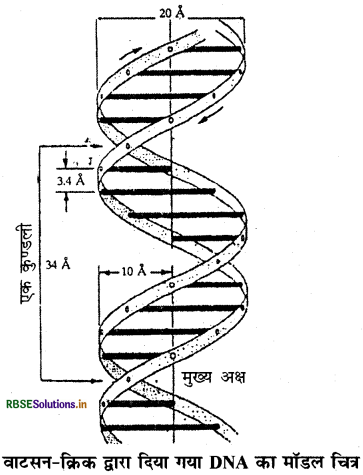 RBSE Class 11 Biology Important Questions Chapter 9 जैव अणु 5