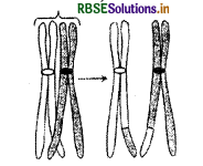 RBSE Class 11 Biology Important Questions Chapter 10 कोशिका चक्र और कोशिका विभाजन 6