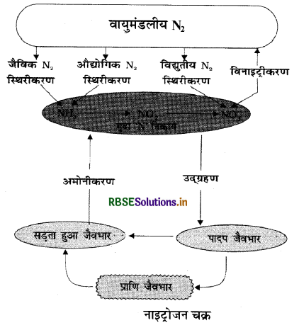 RBSE Class 11 Biology Important Questions Chapter 12 खनिज पोषण 4