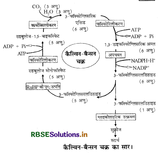 RBSE Class 11 Biology Important Questions Chapter 13 उच्च पादपों में प्रकाश-संश्लेषण 10