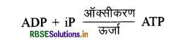 RBSE Class 11 Biology Important Questions Chapter 14 पादप में श्वसन 1