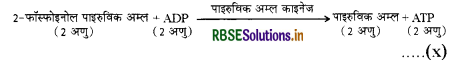 RBSE Class 11 Biology Important Questions Chapter 14 पादप में श्वसन 12