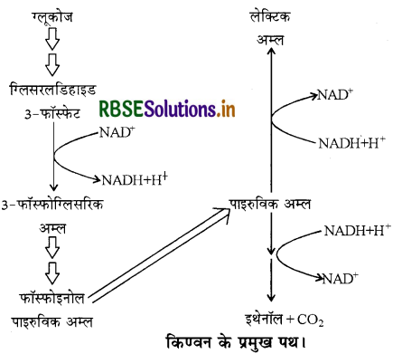 RBSE Class 11 Biology Important Questions Chapter 14 पादप में श्वसन 17