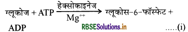 RBSE Class 11 Biology Important Questions Chapter 14 पादप में श्वसन 2