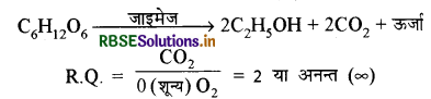 RBSE Class 11 Biology Important Questions Chapter 14 पादप में श्वसन 20