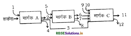 RBSE Class 11 Biology Important Questions Chapter 14 पादप में श्वसन 21