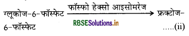 RBSE Class 11 Biology Important Questions Chapter 14 पादप में श्वसन 3