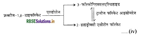 RBSE Class 11 Biology Important Questions Chapter 14 पादप में श्वसन 5