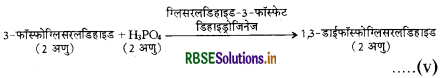 RBSE Class 11 Biology Important Questions Chapter 14 पादप में श्वसन 6