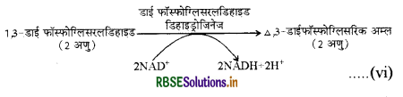 RBSE Class 11 Biology Important Questions Chapter 14 पादप में श्वसन 7