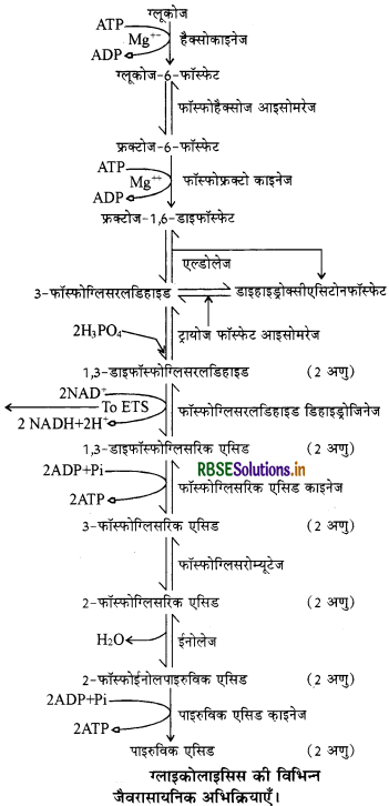 RBSE Class 11 Biology Important Questions Chapter 14 पादप में श्वसन 8
