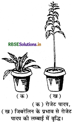 RBSE Class 11 Biology Important Questions Chapter 15 पादप वृद्धि एवं परिवर्धन 4