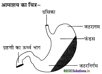 RBSE Class 11 Biology Important Questions Chapter 16 पाचन एवं अवशोषण 1