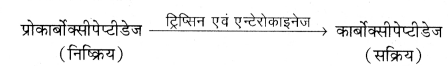 RBSE Class 11 Biology Important Questions Chapter 16 पाचन एवं अवशोषण 12