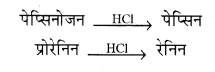 RBSE Class 11 Biology Important Questions Chapter 16 पाचन एवं अवशोषण 17