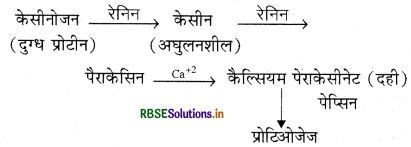 RBSE Class 11 Biology Important Questions Chapter 16 पाचन एवं अवशोषण 19