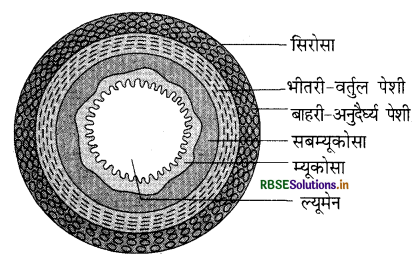 RBSE Class 11 Biology Important Questions Chapter 16 पाचन एवं अवशोषण 2