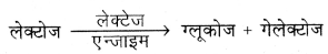 RBSE Class 11 Biology Important Questions Chapter 16 पाचन एवं अवशोषण 24