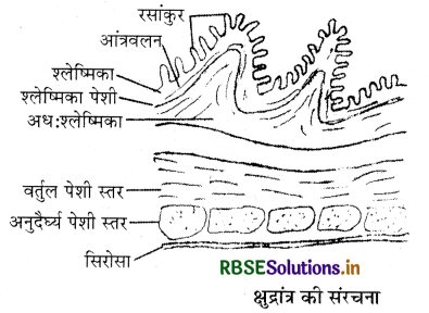 RBSE Class 11 Biology Important Questions Chapter 16 पाचन एवं अवशोषण 25