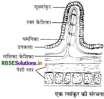 RBSE Class 11 Biology Important Questions Chapter 16 पाचन एवं अवशोषण 26