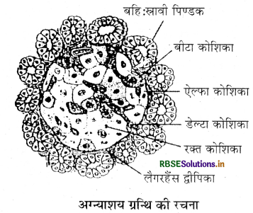 RBSE Class 11 Biology Important Questions Chapter 16 पाचन एवं अवशोषण 28