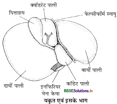 RBSE Class 11 Biology Important Questions Chapter 16 पाचन एवं अवशोषण 29