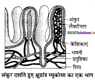 RBSE Class 11 Biology Important Questions Chapter 16 पाचन एवं अवशोषण 3