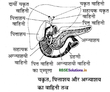 RBSE Class 11 Biology Important Questions Chapter 16 पाचन एवं अवशोषण 30