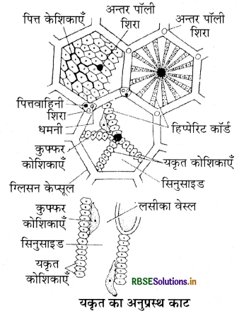 RBSE Class 11 Biology Important Questions Chapter 16 पाचन एवं अवशोषण 31