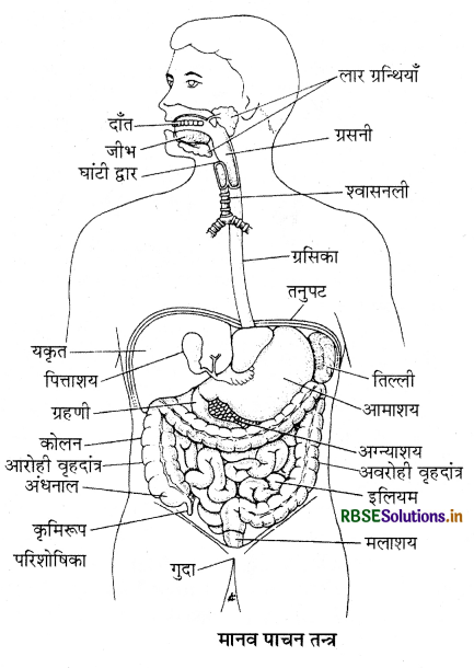 RBSE Class 11 Biology Important Questions Chapter 16 पाचन एवं अवशोषण 4
