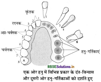 RBSE Class 11 Biology Important Questions Chapter 16 पाचन एवं अवशोषण 5