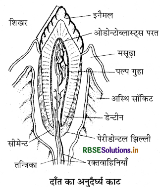RBSE Class 11 Biology Important Questions Chapter 16 पाचन एवं अवशोषण 7