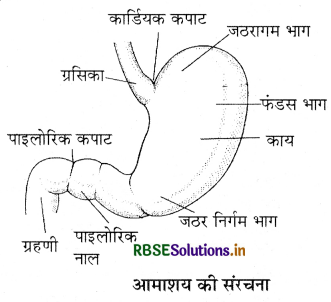 RBSE Class 11 Biology Important Questions Chapter 16 पाचन एवं अवशोषण 8