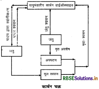 RBSE Class 11 Geography Important Questions Chapter 15 पृथ्वी पर जीवन 2